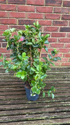 Lot 1068 - Red Mandevilla