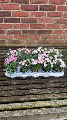 Lot 1069 - tray of 15 Dianthus