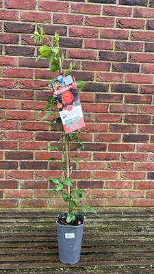 Lot 1070 - Climing rose ‘Climbing Rumba’