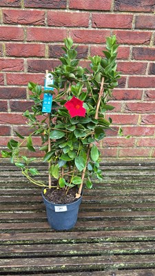 Lot 1071 - Red Mandevilla