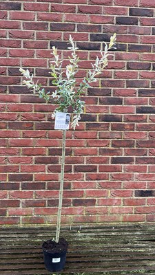 Lot 1072 - salix Flamingo tree