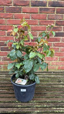 Lot 1073 - Hybrid Tea rose ‘Diamond Jubilee’