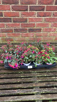 Lot 1074 - tray of 8 hardy Fuschias