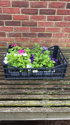 Lot 1075 - crate of 4 x 6 pack Petunias