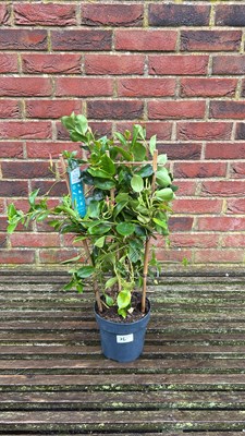 Lot 1076 - Red Mandevilla
