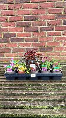 Lot 1077 - Tray of ten mixed basket plants