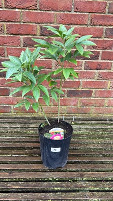 Lot 1078 - Bowl of Beauty Peony