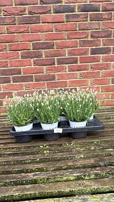 Lot 1079 - tray of 8 White Lavender