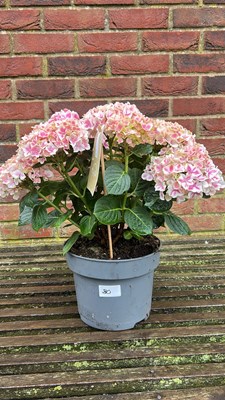 Lot 1080 - Pink Hydrangea