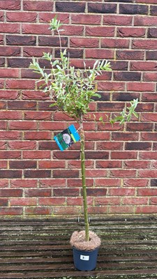 Lot 1081 - Salix Flamingo tree