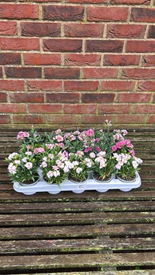 Lot 1082 - tray of 15 Dianthus