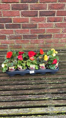 Lot 1083 - tray of 10 non stop Begonias