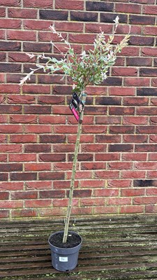 Lot 1084 - Salix Flamingo tree