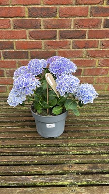 Lot 1085 - blue Hydrangea