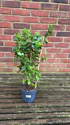 Lot 1086 - Red Mandevilla